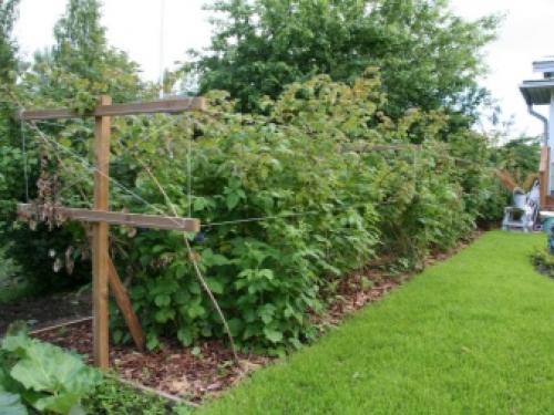 Шпалера для вьющихся растений. Виды шпалер 06 Шпалера для вьющихся растений. Виды шпалер 06