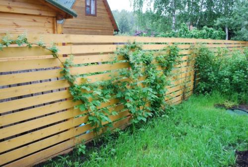 Шпалера для вьющихся растений. Виды шпалер 07 Шпалера для вьющихся растений. Виды шпалер 07