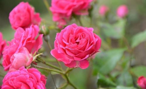 Плетистая роза когда сажать. Плетистая роза. Стройная красавица, незаменима в саду