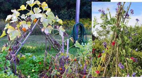 Начинаем устанавливать опоры для роз из подручных материалов. Как выбрать материал? 05