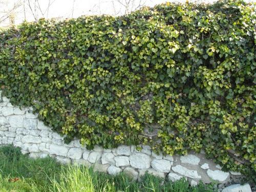 Ландшафтный дизайн участка с вертикальным озеленением