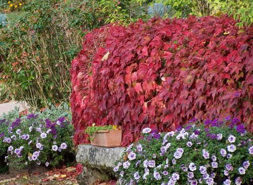 Ландшафтный дизайн участка с вертикальным озеленением