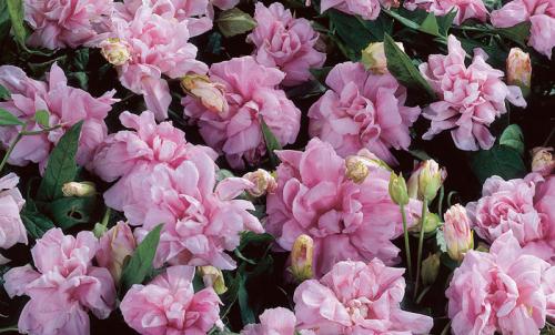 Ландшафтный дизайн участка с вертикальным озеленением