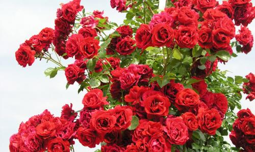 Всё о выращивании и уходе за плетистыми розами в саду. Выбор места, почва и сроки посадки 01