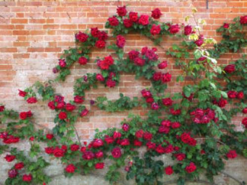 Вьющаяся роза уход весной. Как посадить плетистую розу