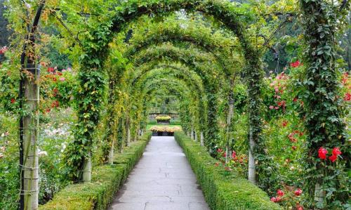 Технология вертикального озеленения. Вертикальное озеленение сада