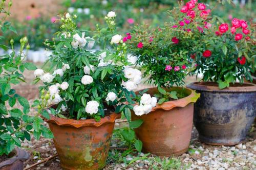 Особенности посадки плетистых роз. Отличительные особенности 01 Особенности посадки плетистых роз. Отличительные особенности 01