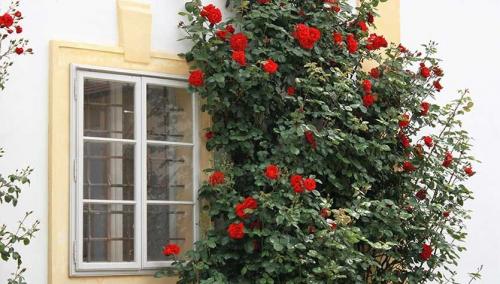 Плетистая роза посадка и уход. Плетистая роза. Стройная красавица, незаменима в саду