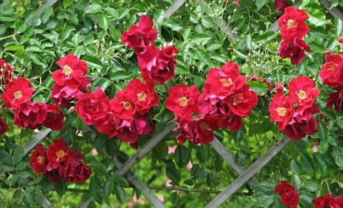 Плетистая роза посадка и уход. Плетистая роза. Стройная красавица, незаменима в саду