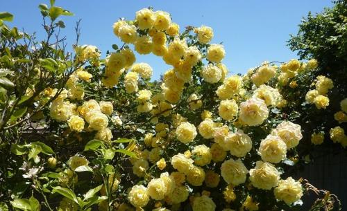 Плетистая роза посадка и уход. Плетистая роза. Стройная красавица, незаменима в саду