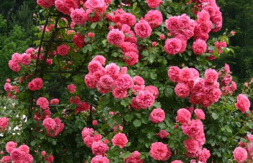 Розы плетистые посадка и уход в открытом грунте для новичков. Плетистые розы: некоторые отличия