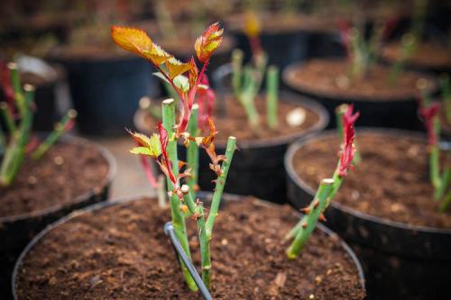 Розы плетистые посадка и уход в открытом грунте для новичков. Плетистые розы: некоторые отличия 03 Розы плетистые посадка и уход в открытом грунте для новичков. Плетистые розы: некоторые отличия 03