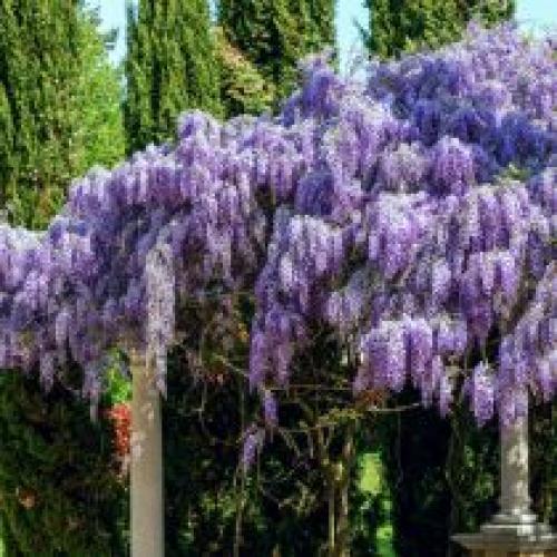 Подбор растений для вертикального озеленения. Выращивание растений на опорах и у стен