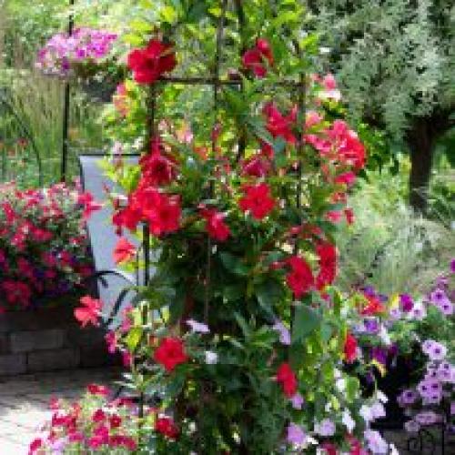 Подбор растений для вертикального озеленения. Выращивание растений на опорах и у стен