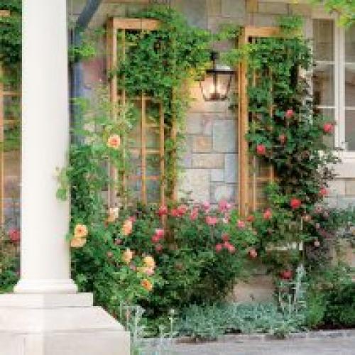 Подбор растений для вертикального озеленения. Выращивание растений на опорах и у стен