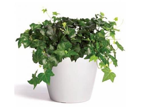 Растения для вертикального озеленения в квартире. Растения для вертикального озеленения внутри дома