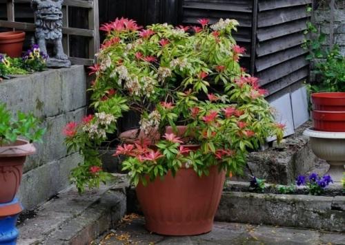 Какие растения подходят для вертикального озеленения на даче. Вертикальное озеленение – ударим объемом зелени по нашим 6-ти соткам! 05 Какие растения подходят для вертикального озеленения на даче. Вертикальное озеленение – ударим объемом зелени по нашим 6-ти соткам! 05