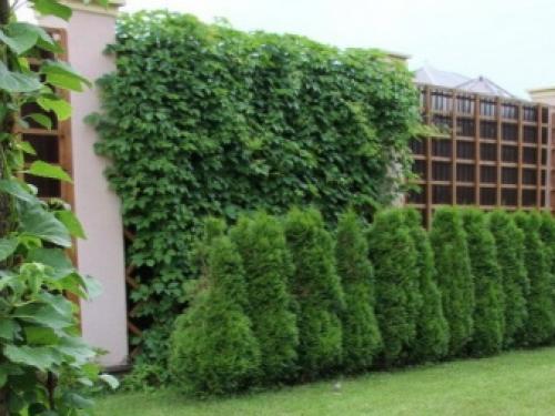 Пергола на даче своим руками. Строительство перголы из дерева 05 Пергола на даче своим руками. Строительство перголы из дерева 05