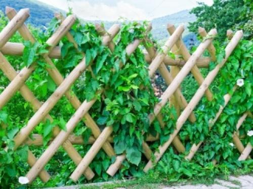 Пергола на даче своим руками. Строительство перголы из дерева 15 Пергола на даче своим руками. Строительство перголы из дерева 15