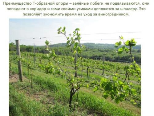 Шпалеры для ведения винограда со свисающим приростом. Одноплоскостные проволочные шпалеры