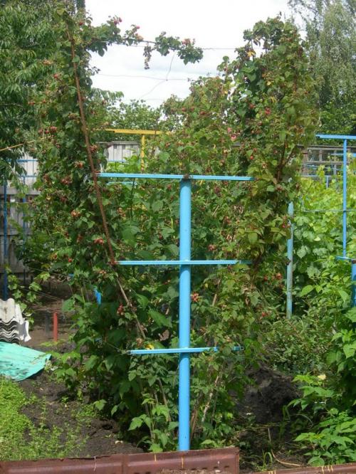 Г-образная шпалера для винограда. Шпалера для винограда — пошаговая инструкция, как сделать своими руками. Обзор популярных конструкций + 90 фото