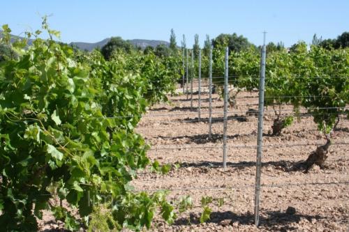 Г-образная шпалера для винограда. Шпалера для винограда — пошаговая инструкция, как сделать своими руками. Обзор популярных конструкций + 90 фото