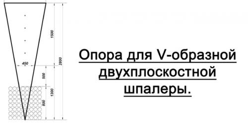 V-образная шпалера для винограда. Виды виноградных шпалер