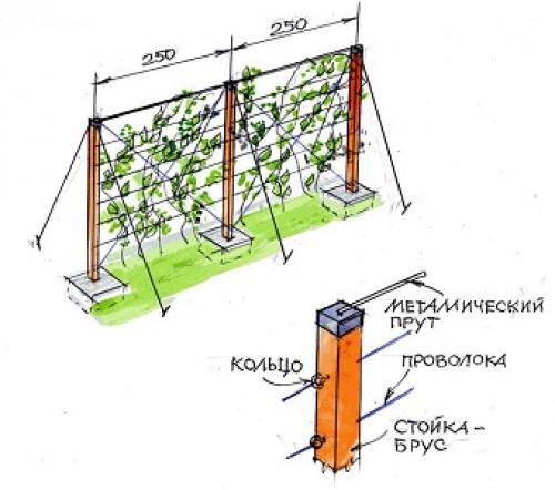 Двухплоскостная шпалера для винограда. Варианты схем