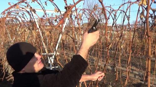 Одноплоскостная шпалера для винограда размеры. Шпалера для для подвязки винограда: инструкция с размерами и чертежами для изготовления своими руками | (Фото Видео)+Отзывы