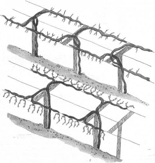 V-образная шпалера для винограда. Виды виноградных шпалер
