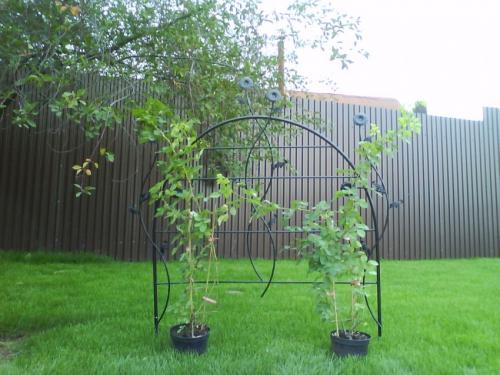 Г-образная шпалера для винограда. Шпалера для винограда — пошаговая инструкция, как сделать своими руками. Обзор популярных конструкций + 90 фото