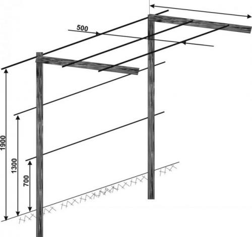 V-образная шпалера для винограда. Виды виноградных шпалер