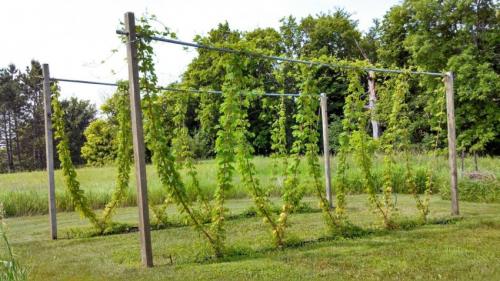Г-образная шпалера для винограда. Шпалера для винограда — пошаговая инструкция, как сделать своими руками. Обзор популярных конструкций + 90 фото