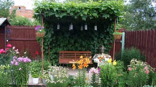 V-образная шпалера для винограда. Виды виноградных шпалер