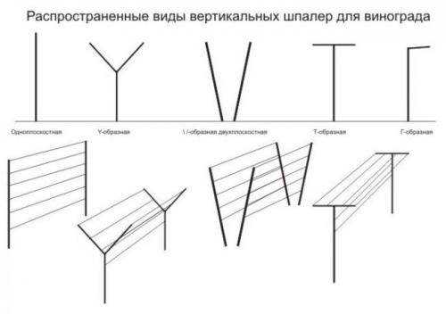 V-образная шпалера для винограда. Виды виноградных шпалер