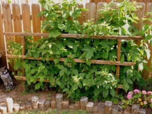 Шпалера для плетистой розы своими руками. Сетка-шпалера для плетистых роз 10