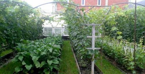 Шпалера для винограда чертеж. Одноплоскостные шпалеры