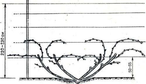 Бюджетная шпалера для винограда. Одноплоскостная шпалера