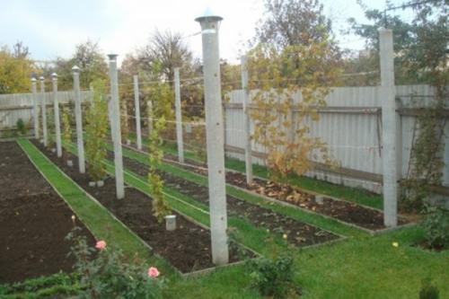 Бюджетная шпалера для винограда. Одноплоскостная шпалера