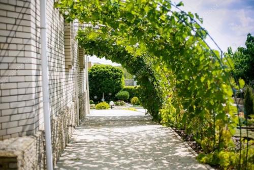 Самостоятельное устройство шпалеры для виноградника. Одноплоскостная шпалера для винограда 13 Самостоятельное устройство шпалеры для виноградника. Одноплоскостная шпалера для винограда 13