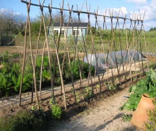 Деревянные шпалеры для винограда. Шпалера для для подвязки винограда: инструкция с размерами и чертежами для изготовления своими руками | (Фото  Видео)+Отзывы