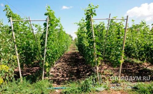 Арка для винограда из дерева. Двухплоскостная