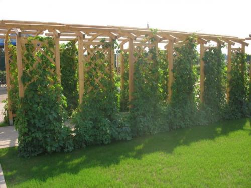 Арка для винограда из металла. Особенности 08 Арка для винограда из металла. Особенности 08