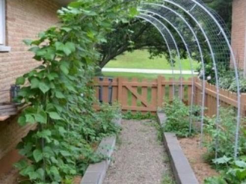 Арка для винограда из металла. Особенности 01 Арка для винограда из металла. Особенности 01