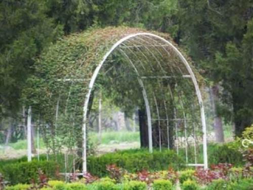 Арка для винограда из металла. Особенности 02 Арка для винограда из металла. Особенности 02