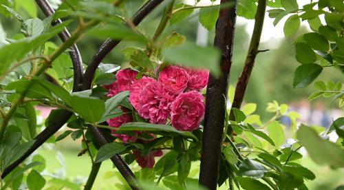 Плетистые розы в ландшафтном дизайне. Описание 07 Плетистые розы в ландшафтном дизайне. Описание 07