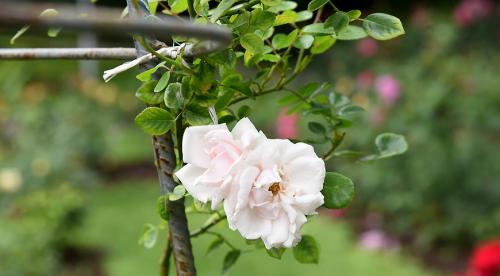 Плетистые розы в ландшафтном дизайне. Описание 14 Плетистые розы в ландшафтном дизайне. Описание 14