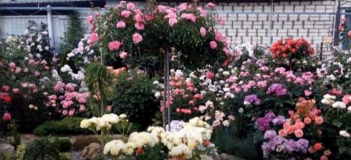 Плетистые розы устойчивые к болезням. Общий обзор
