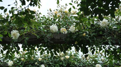 Плетистые розы в ландшафтном дизайне. Описание 19 Плетистые розы в ландшафтном дизайне. Описание 19