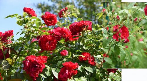 Плетистые розы в ландшафтном дизайне. Описание 13 Плетистые розы в ландшафтном дизайне. Описание 13